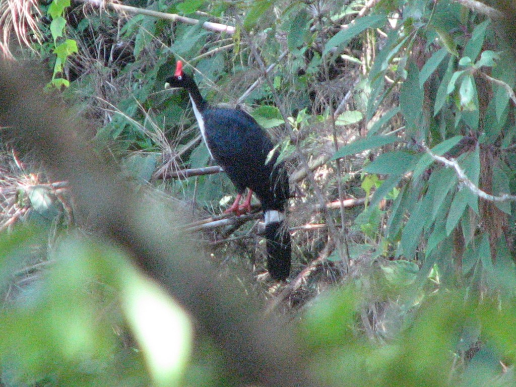 PAvo de cacho El Pavo de cacho, o Pavo cornudo (Oreophasis derbianus). Es endémico de los bosques nubosos remotos de Chiapas, México y Guatemala. Se alimenta de Frutos, semilla, retoños, hojas, insectos. ... Es considerado en #GUATEMALA Como un tesoro valioso.