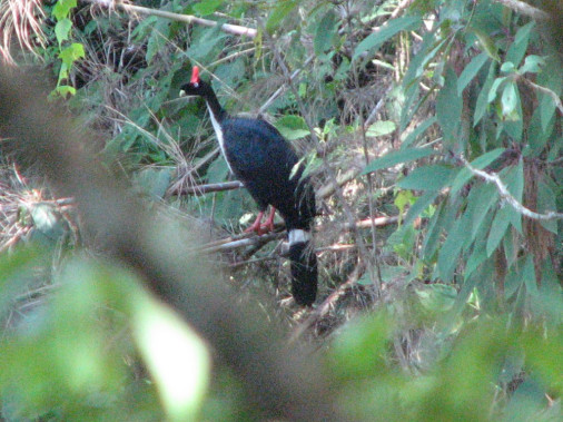 El Pavo de cacho, o Pavo cornudo (Oreophasis derbianus). Es endémico de los bosques nubosos remotos de Chiapas, México y Guatemala. Se alimenta de Frutos, semilla, retoños, hojas, insectos. ... Es considerado en #GUATEMALA Como un tesoro valioso.